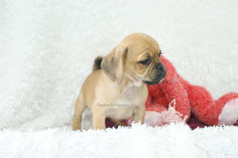 Raisin Puggle Rockin R Puppies